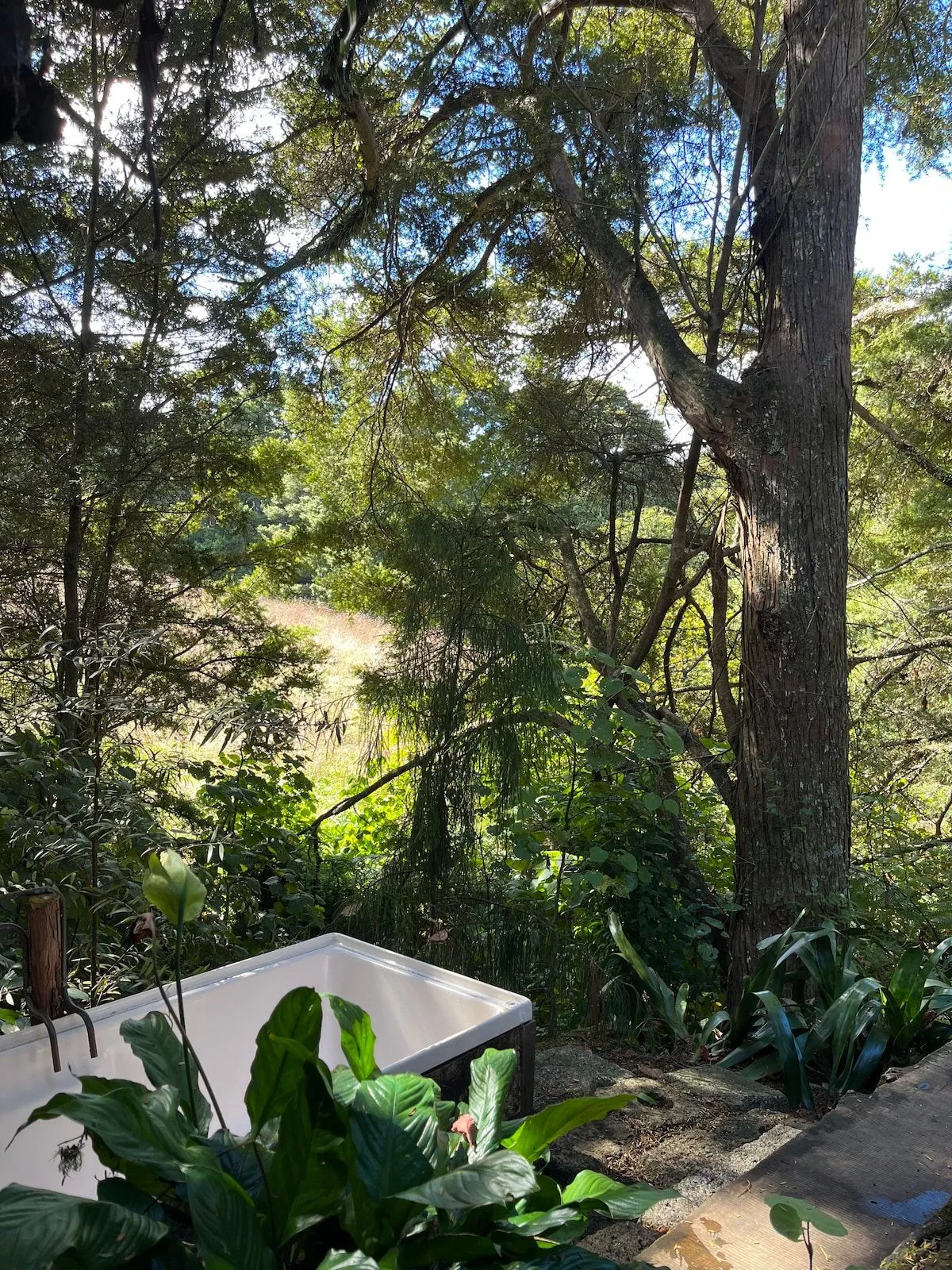 The outdoor bath surrounded by dense green bush and tree ferns.